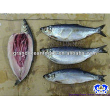 frozen herring fish fillet IQF